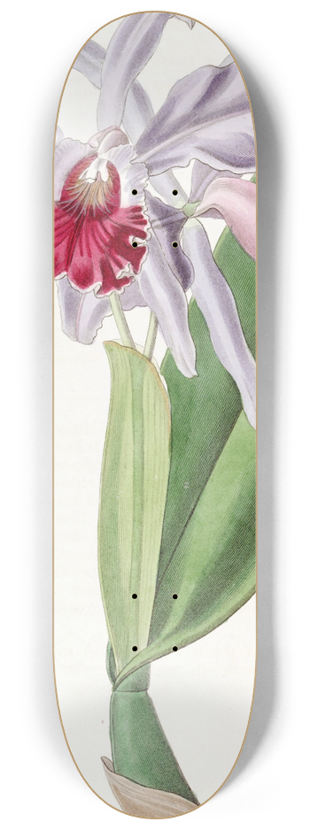Sydenham Edwards - Crimson-lipped Cattleya 8.25 inch art skate deck