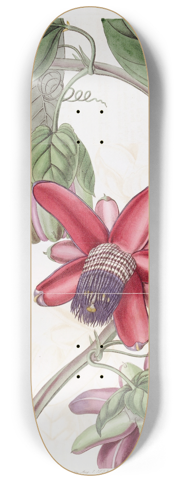 Sydenham Edwards - Crimson Passion-flower 8.25 inch art skate deck