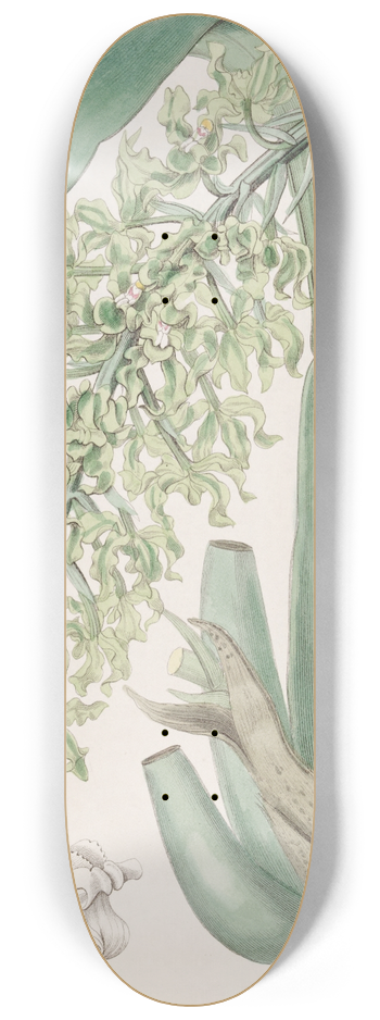 Sydenham Edwards - Crisped Sweet-scented Rodriguezia 8.25 inch art skate deck