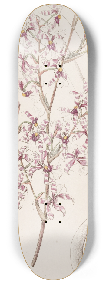 Sydenham Edwards - Curved Oncidium 8.25 inch art skate deck