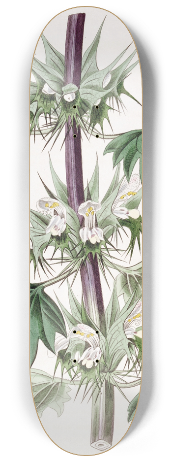 Sydenham Edwards - Cut-leaved Chasmonia 8.25 inch art skate deck