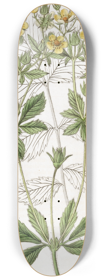 Sydenham Edwards - Cut-leaved Glandular Potentilla 8.25 inch art skate deck