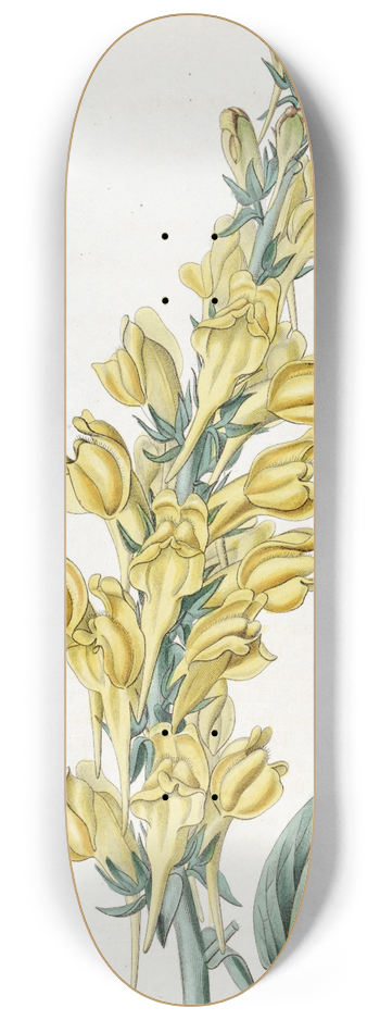 Sydenham Edwards - Dalmatian Toad-flax 8.25 inch art skate deck