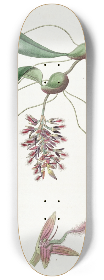 Sydenham Edwards - Dancing Bolbophyllum 8.25 inch art skate deck