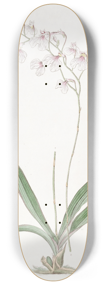 Sydenham Edwards - Delicate Ionopsis 8.25 inch art skate deck