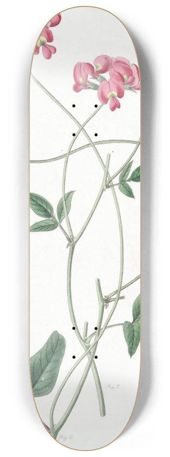 Sydenham Edwards - Dilated Kennedya 8.25 inch art skate deck