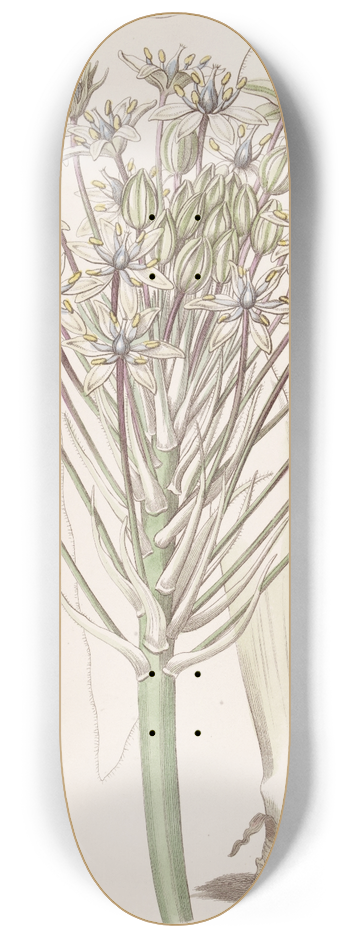 Sydenham Edwards - Dingy-flowered Peruvian Squill 8.25 inch art skate deck
