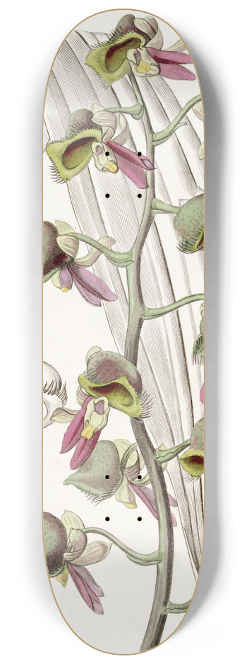Sydenham Edwards - Dingy Monk-flower 8.25 inch art skate deck