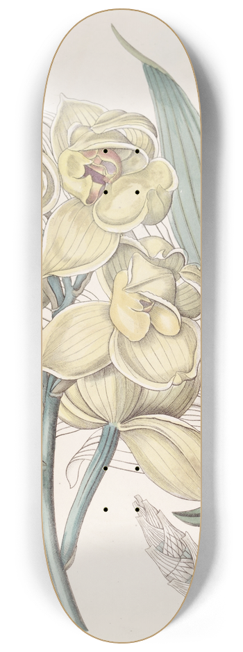 Sydenham Edwards - Dislocated Mormodes 8.25 inch art skate deck
