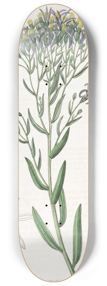 Sydenham Edwards - Dotted Galatella 8.25 inch art skate deck