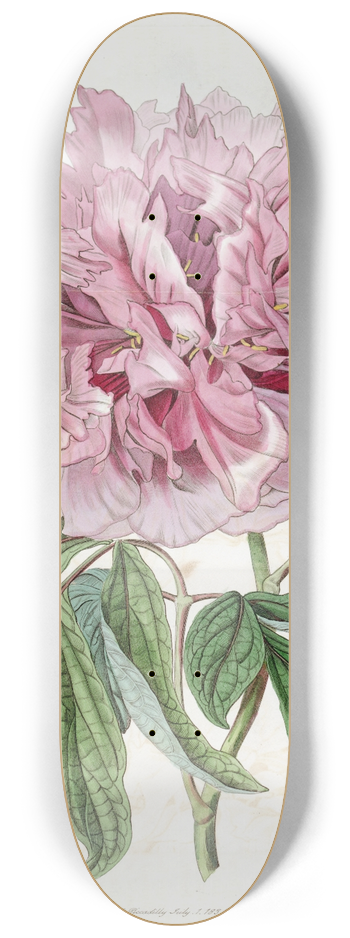 Sydenham Edwards - Double-red curled Tree Paeony 8.25 inch art skate deck