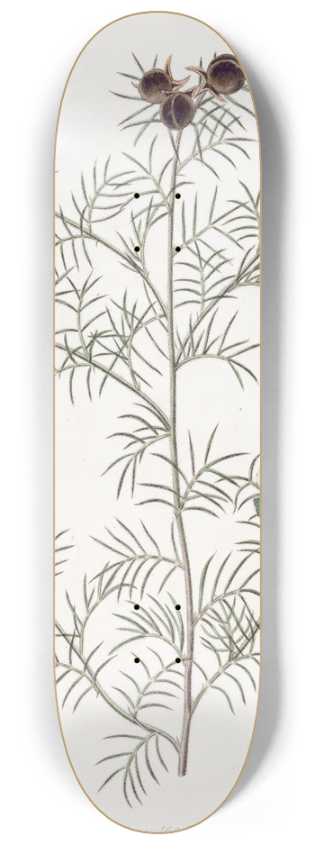 Sydenham Edwards - Downy Gompholobium 8.25 inch art skate deck