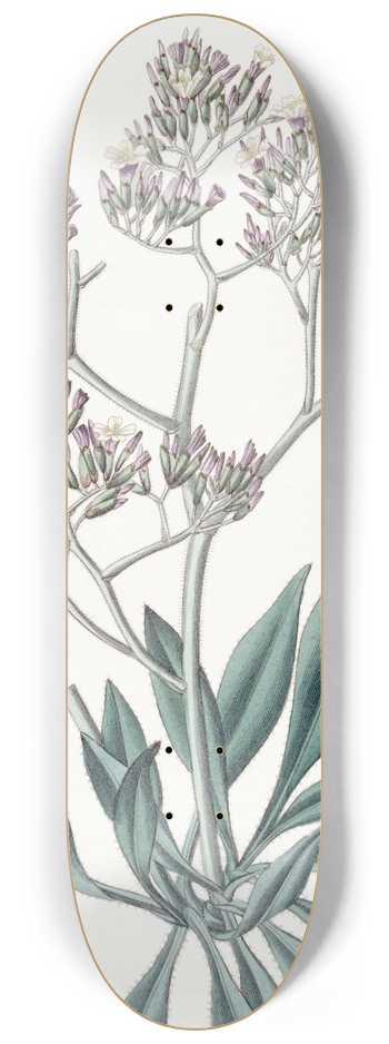 Sydenham Edwards - Downy-leaved Statice 8.25 inch art skate deck