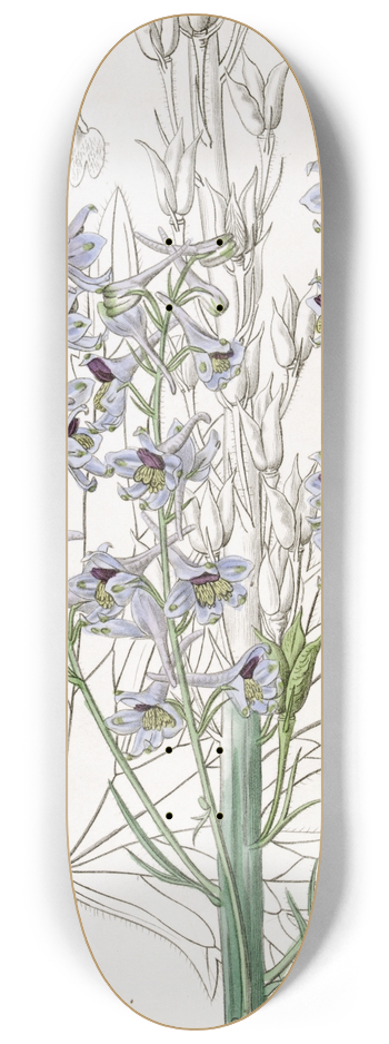 Sydenham Edwards - Downy-leaved variable Larkspur 8.25 inch art skate deck