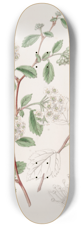 Sydenham Edwards - Downy Spiraea 8.25 inch art skate deck