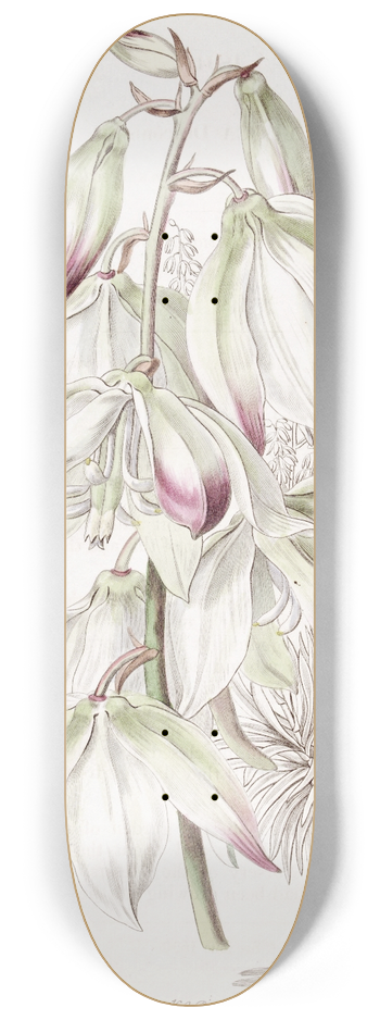 Sydenham Edwards - Dragon tree-leaved Adams Needle 8.25 inch art skate deck