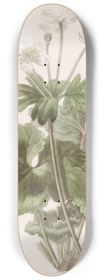 Sydenham Edwards - Dr. Govans Anemone 8.25 inch art skate deck