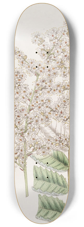 Sydenham Edwards - Dr. Lindleys Spiraea 8.25 inch art skate deck