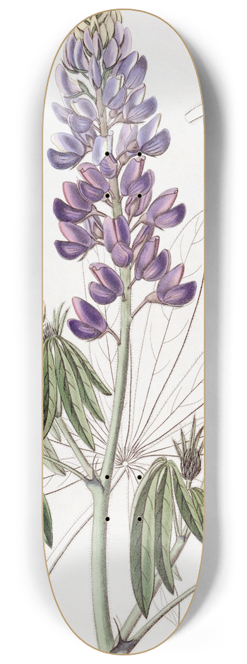 Sydenham Edwards - Drooping-leaved Lupine 8.25 inch art skate deck