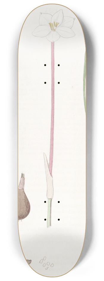 Sydenham Edwards - Drummonds Cooperia 8.25 inch art skate deck