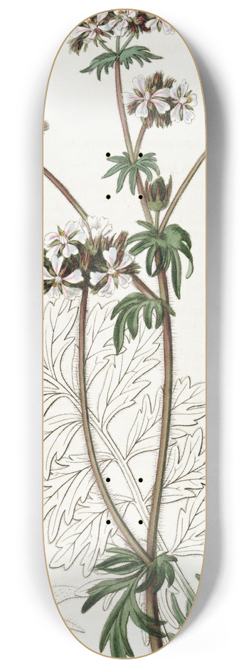 Sydenham Edwards - Dusky Horkelia 8.25 inch art skate deck