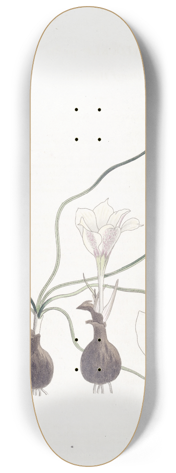 Sydenham Edwards - Dwarf Haylockia 8.25 inch art skate deck