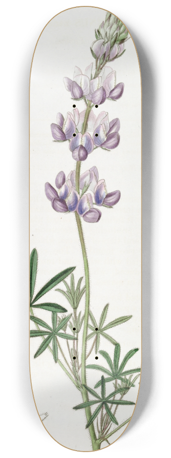 Sydenham Edwards - Dwarf Lupine 8.25 inch art skate deck