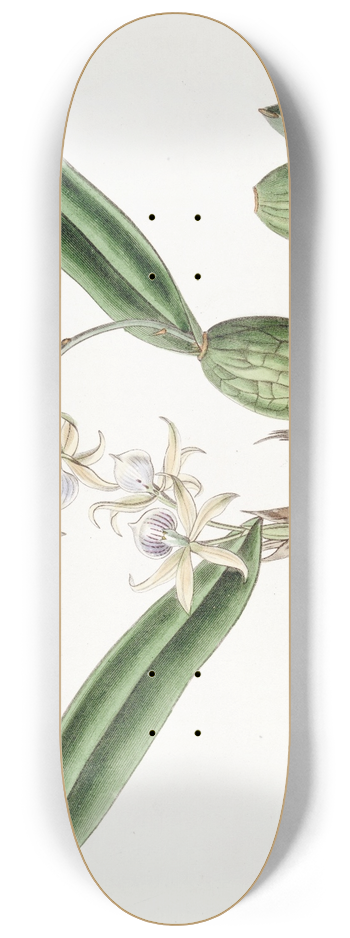 Sydenham Edwards - Emulous Epidendrum 8.25 inch art skate deck