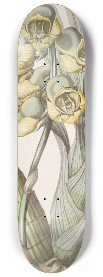 Sydenham Edwards - Flat-headed Catasetum 8.25 inch art skate deck