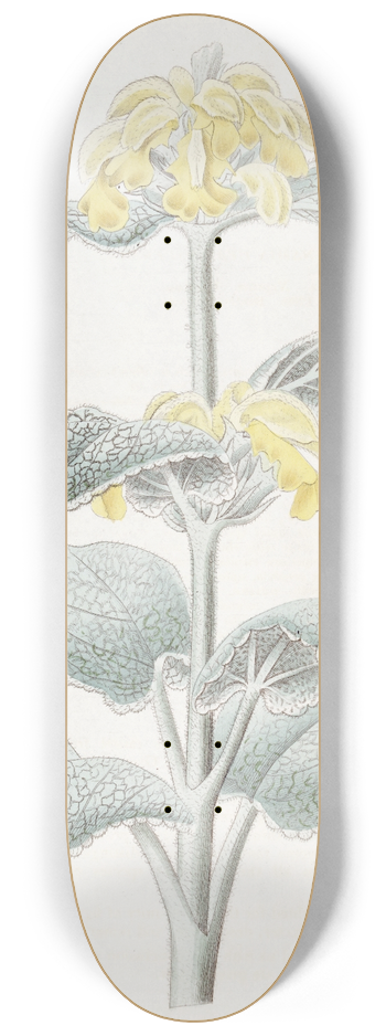 Sydenham Edwards - Flocculent Phlomis 8.25 inch art skate deck