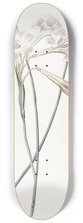 Sydenham Edwards - Fragrant Sisyrinchium 8.25 inch art skate deck