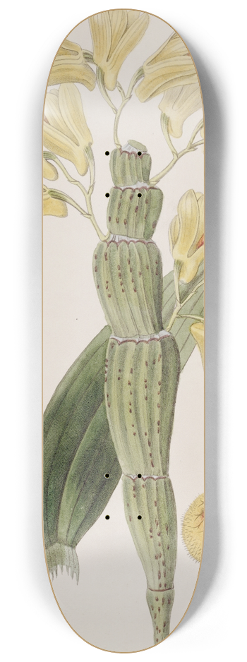 Sydenham Edwards - Furrowed Dendrobium 8.25 inch art skate deck