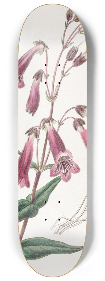 Sydenham Edwards - Gentian-like Pentstemon 8.25 inch art skate deck