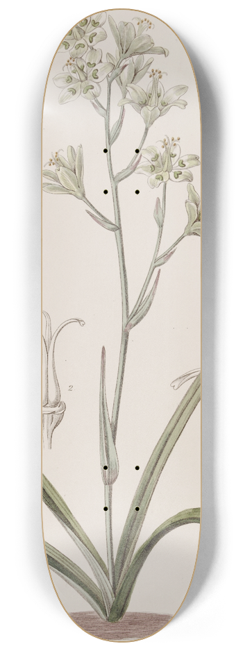 Sydenham Edwards - Glaucous Zigadenus 8.25 inch art skate deck