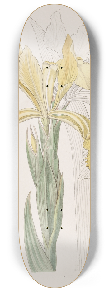 Sydenham Edwards - Golden Iris 8.25 inch art skate deck