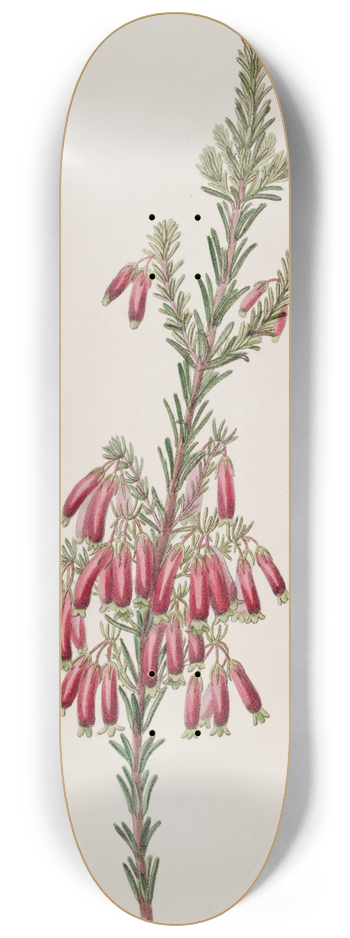 Sydenham Edwards - Green-tipped Heath 8.25 inch art skate deck