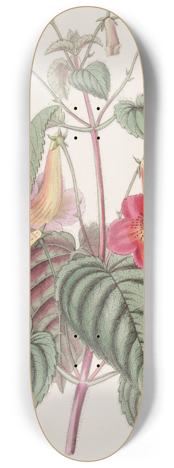 Sydenham Edwards - Hairy Achimenes 8.25 inch art skate deck