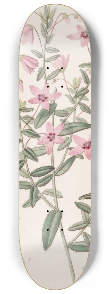 Sydenham Edwards - Hairy Tetratheca 8.25 inch art skate deck