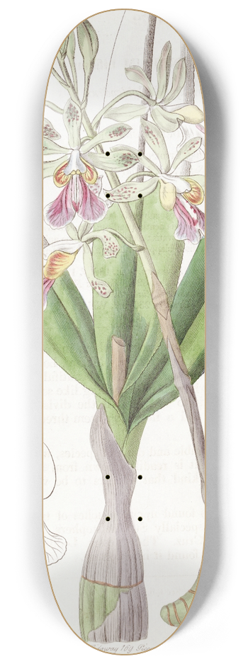 Sydenham Edwards - Hare-lipped Epidendrum 8.25 inch art skate deck