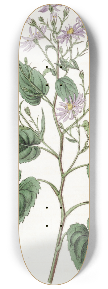 Sydenham Edwards - Heart-leaved Aster 8.25 inch art skate deck