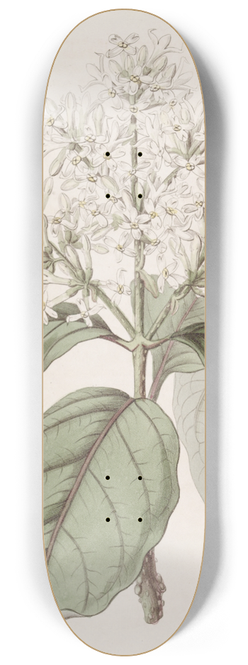 Sydenham Edwards - Himalayan Lilac 8.25 inch art skate deck