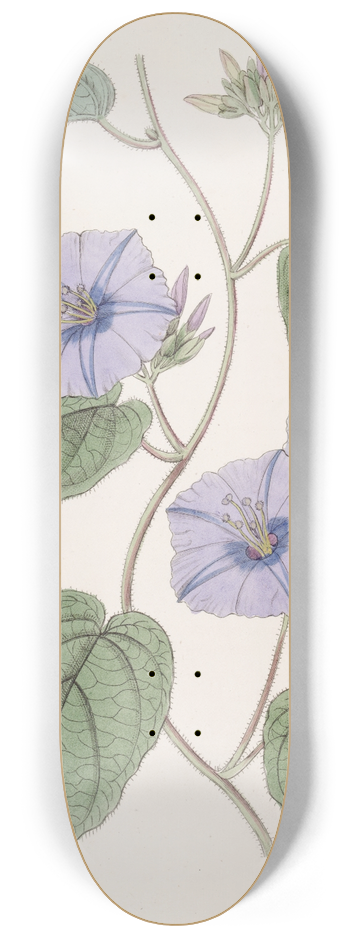 Sydenham Edwards - Hoary Jacquemontia 8.25 inch art skate deck