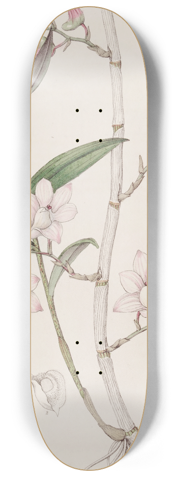 Sydenham Edwards - Hooked Dendrobe 8.25 inch art skate deck