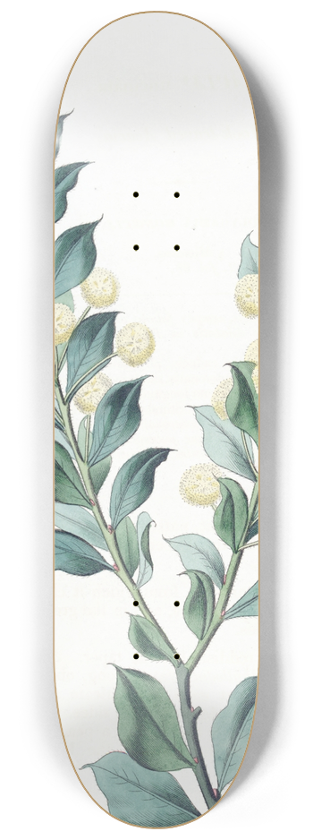 Sydenham Edwards - Hooked-leaved Acacia 8.25 inch art skate deck