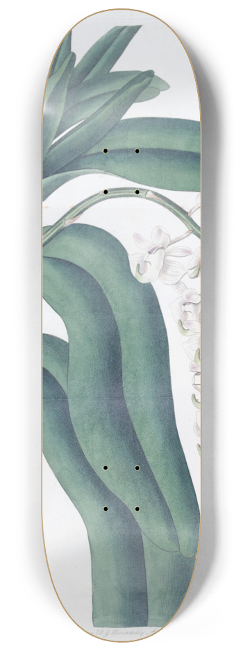 Sydenham Edwards - Horn-flowered Air-plant 8.25 inch art skate deck