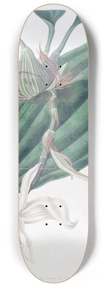 Sydenham Edwards - Ivory-lipped Stanhopea 8.25 inch art skate deck
