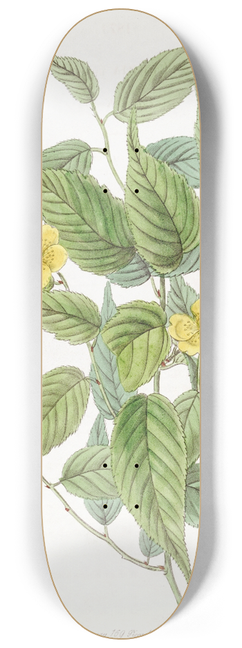 Sydenham Edwards - Japan Kerria 8.25 inch art skate deck