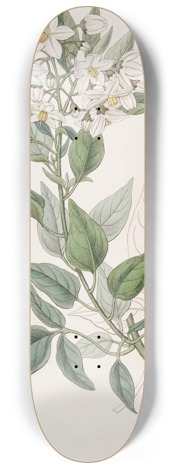 Sydenham Edwards - Jasmine-leaved Bittersweet 8.25 inch art skate deck