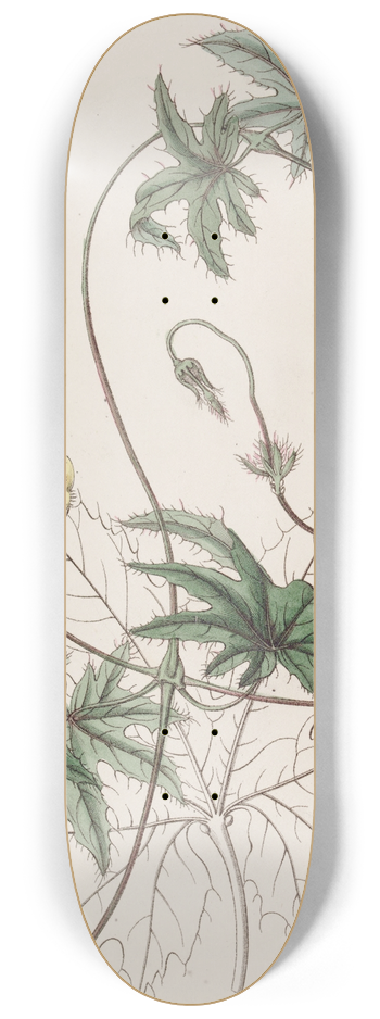 Sydenham Edwards - Jatropha-leaved Stigmaphyllon 8.25 inch art skate deck