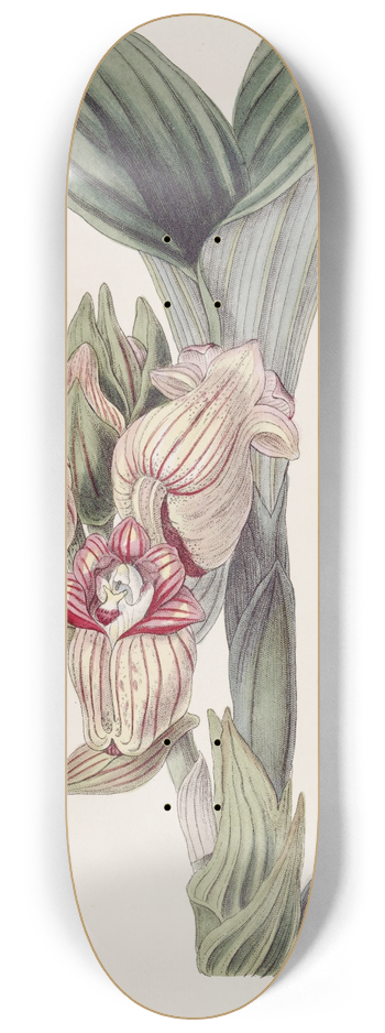 Sydenham Edwards - Javanese Acanthophippium 8.25 inch art skate deck